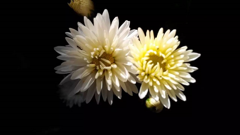 沉痛哀悼，深切緬懷江澤民同志